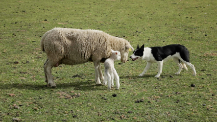 Perro pastor manejando ovejas en una finca