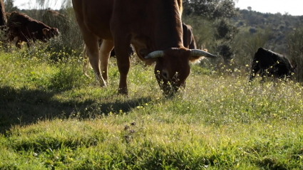 Vaca pastando en una finca