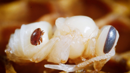 Ácaro de varroa