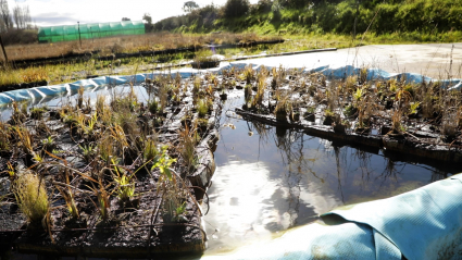 Plantas de enea en un vivero