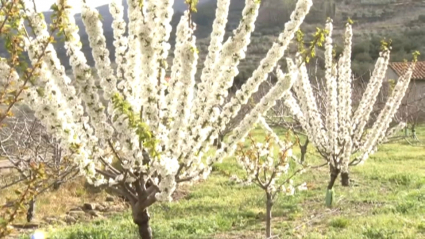 Cerezos del Valle del Jerte