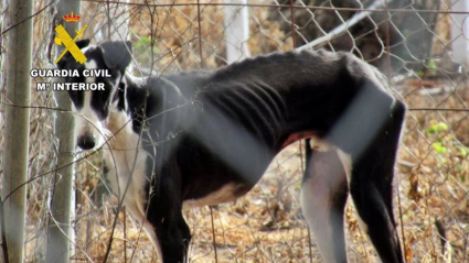 Galgo desnutrido