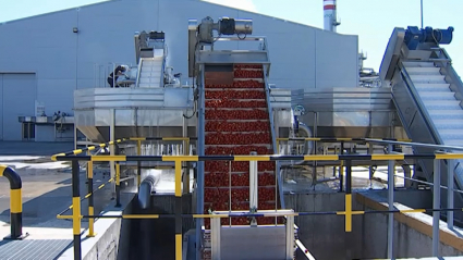 Industria transformadora de tomate en Miajadas