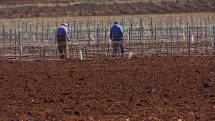 Varios agricultores trabajando en sus viñedos