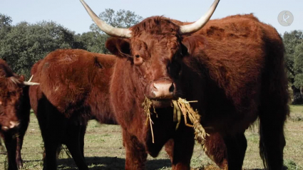 VACA SALERS