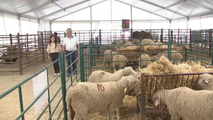 Feria Agroganadera de Puebla de Alcocer