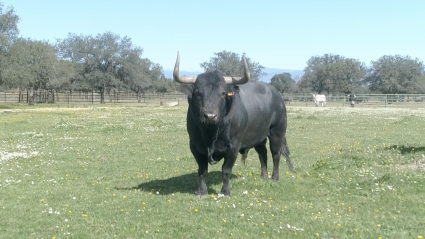 Capuchón Toro Pablo Mayoral Junta de Defensa Sanjuanes Coria Tierra de Toros Canal Extremadura