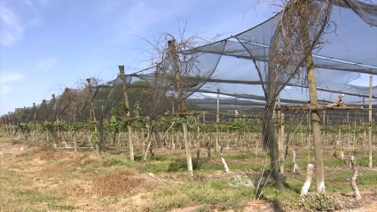 Plantación de kiwis en Losar de la Vera