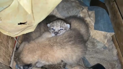 Crías de lince recién nacidas en una casa de campo habitada de Extremadura