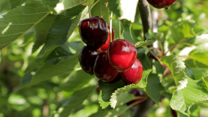 Cerezo con frutos