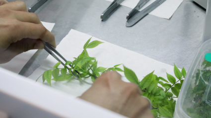 Plantones de nogales en un laboratorio