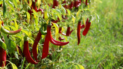 Plantas de pimiento para pimentón en el campo