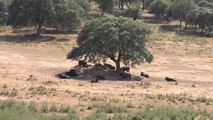 Sequía en Extremadura