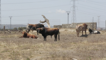 Peñajara Ceret Toros Capas Jijona Torviscoso Tierra de Toros canal Extremadura