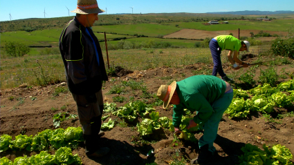 De la mano de Javier Mendoza visitamos un proyecto social y formativo, basado en la agricultura ecológica, que está ejecutando una conocida asociación extremeña.