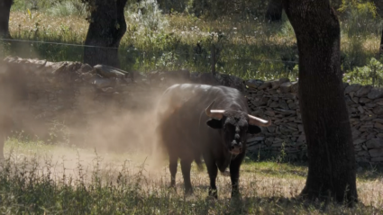 La Cercada Mover los toros Miguel Moreno Novillada Tierra de Toros Canal Extremadura