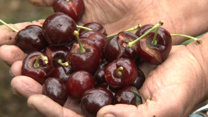 Cerezas agrietadas por la lluvia en el Valle del Jerte