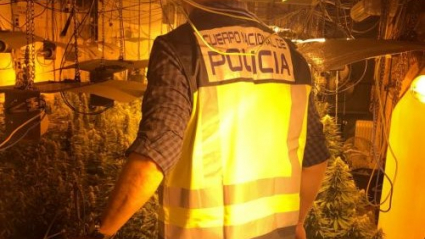 Desmantelada una plantación de marihuana