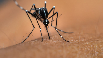 mosquito tigre