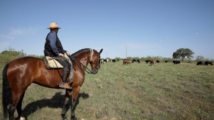 Pastor a caballo acompañando a unas vacas durante la trashumancia