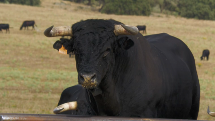 Luis Albarrán Toro Murube Félix Cameno Urquijo Ganadería La Brevera Tierra de Toros Canal Extremadura