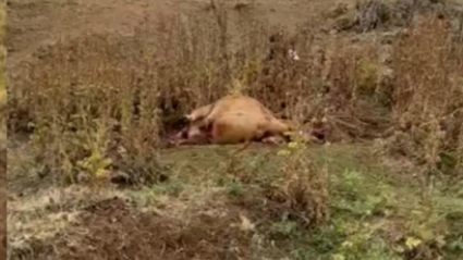 Los ganaderos denuncian ataques de buitres a reses vivas