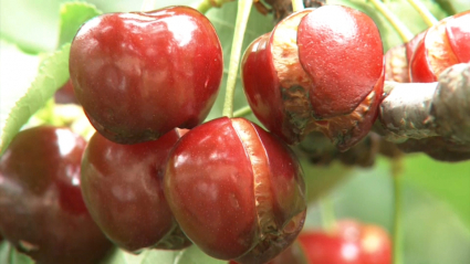 Cereza en mal estado