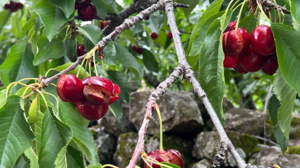 Daños cerezas