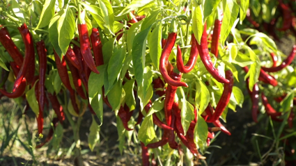 pimiento para pimentón