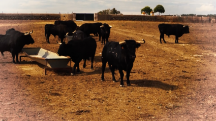 Toro Luis Albarrán La Brevera Alconchel Peleas Tierra de Toros Canal Extremadura