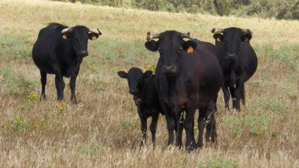 Vacas Luis Albarrán La Brevera Becerros Comedero Tierra de Toros Canal Extremadura