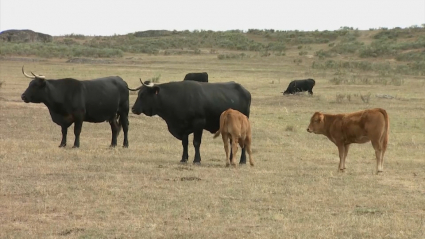 A vueltas con la tuberculosis bovina