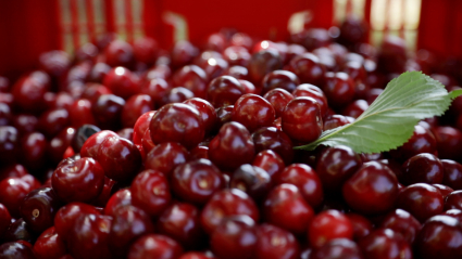 Cerezas de la Cooperativa Agroecológica de Montaña