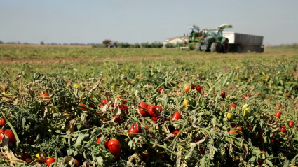 Finca con tomates antes de su recolección