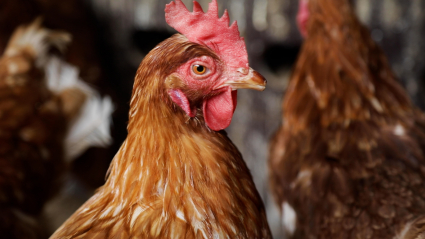 Gallinas camperas