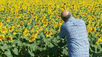 Cultivo de girasol