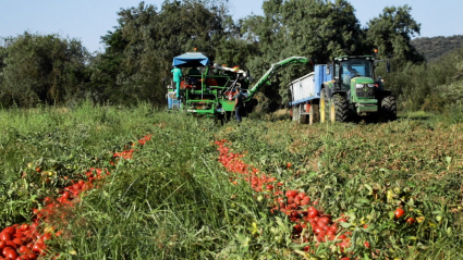 Máquinas cosechando tomate de industria