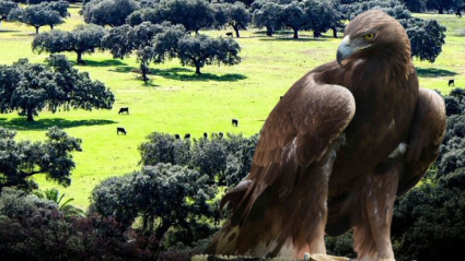 Águila real en dehesa extremeña