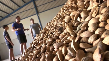 Campaña de la almendra