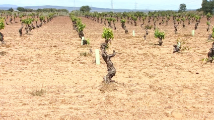 Ayudas al viñedo y al olivar