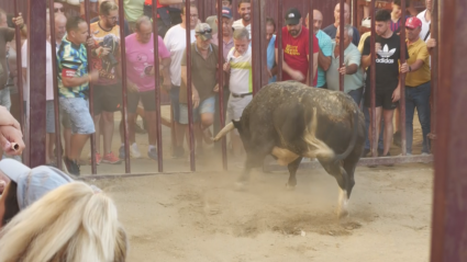 Torrejoncillo, Festejo Popular, Toro en la calle, Cogida, Monteviejo, Tierra de Toros, Canal Extremadura