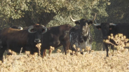 Vacas brava Juan Manuel Criado Coto Mayor de Vera Ganadería Tierra de Toros Canal Extremadura Juan Bazaga