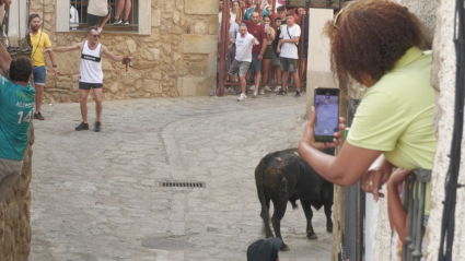 Toro, Festejo Popular, Toro en la calle, Pasarón de la Vera, Tierra de Toros, Canal extremadura