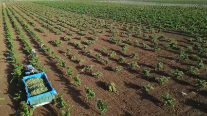 Vendimia de uva para cava