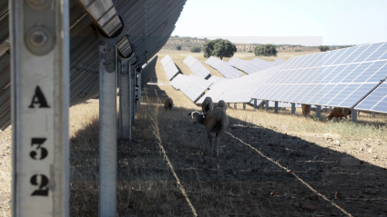 Ovejas bajo unas placas solares