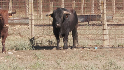 Marques, Toros de Pablo Mayoral, Burgohondo, Antonio Ferrera, Indultado, Indulto, Mara Mayoral, Tierra de Toros, Canal Extremadura