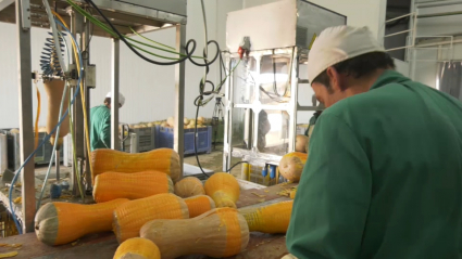 CALABAZAS EN MALAPARTIDA DE PLASENCIA