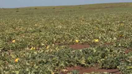 Melones en Extremadura