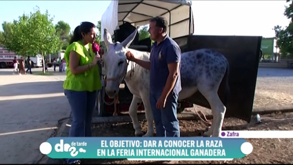 burro andaluz