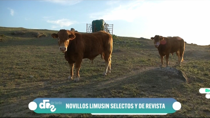 limusines selectos en Brozas